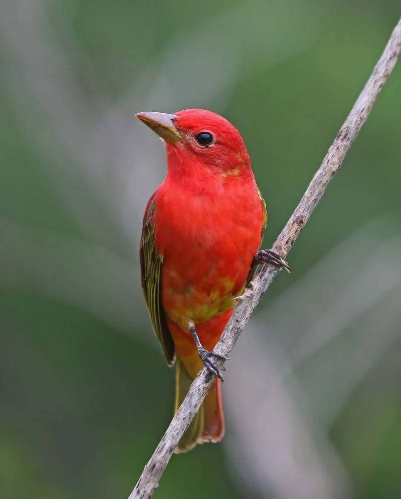 Summer Tanager