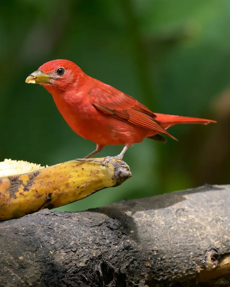 Summer Tanager