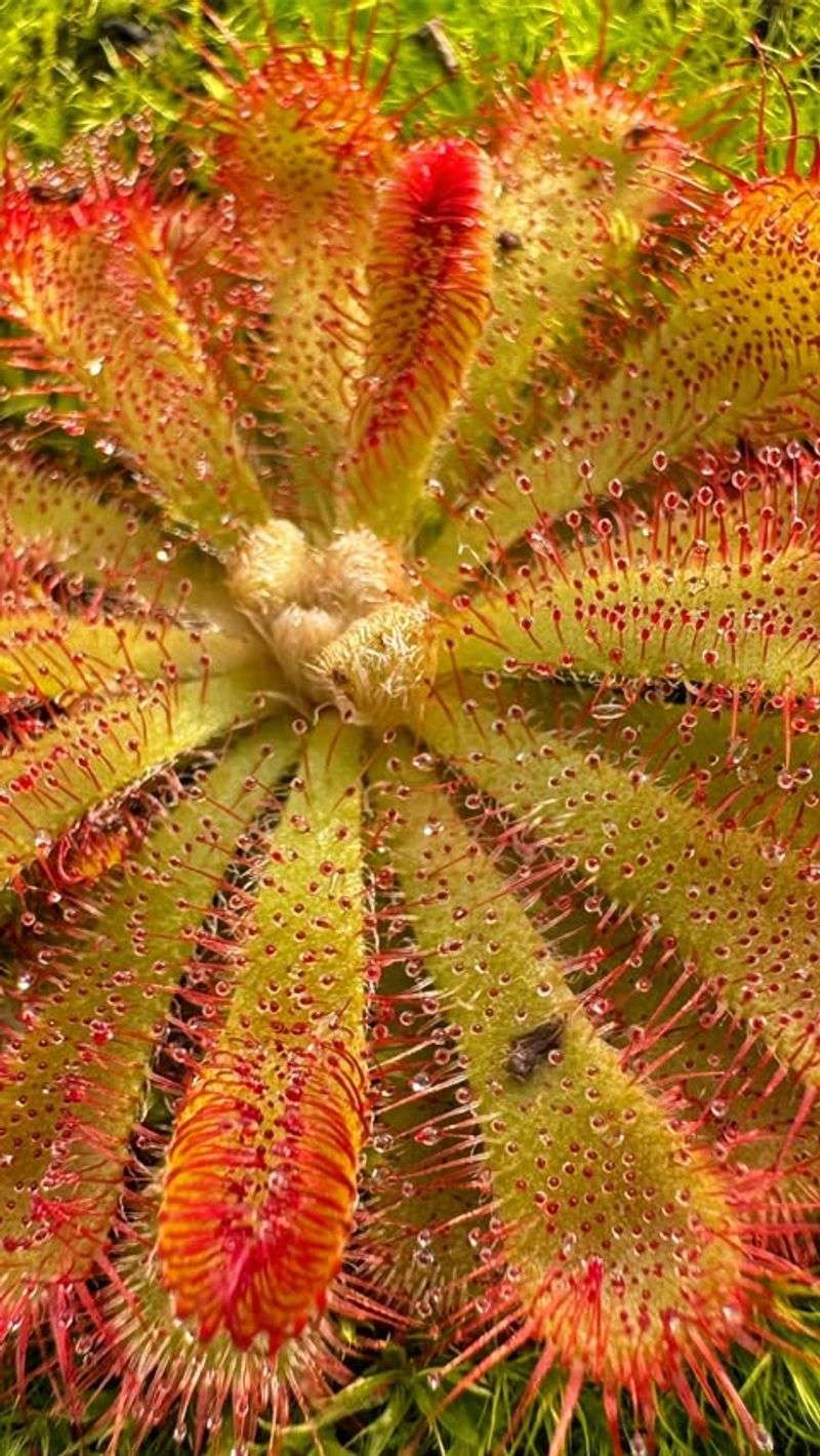 Sundew