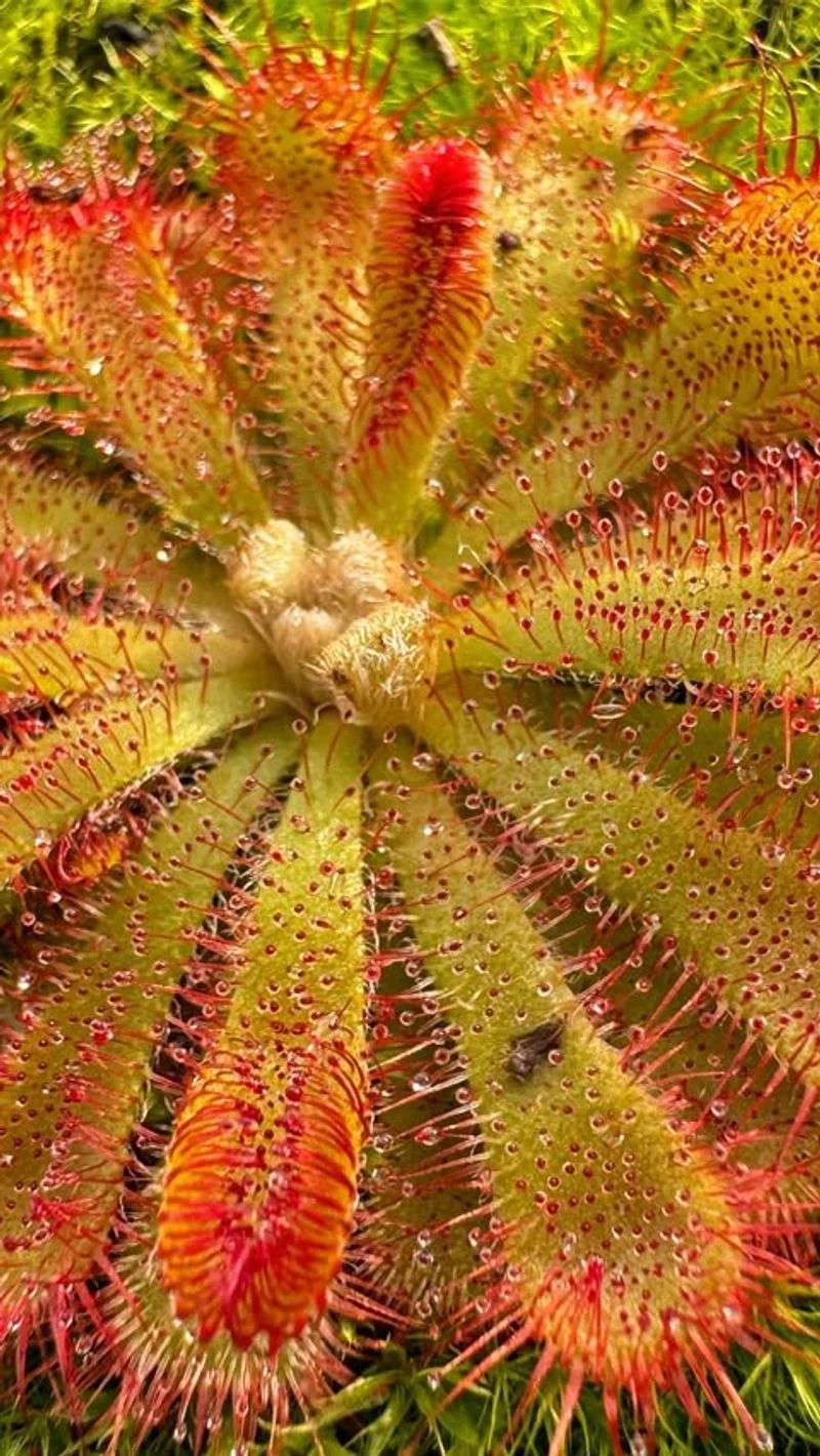 Sundew