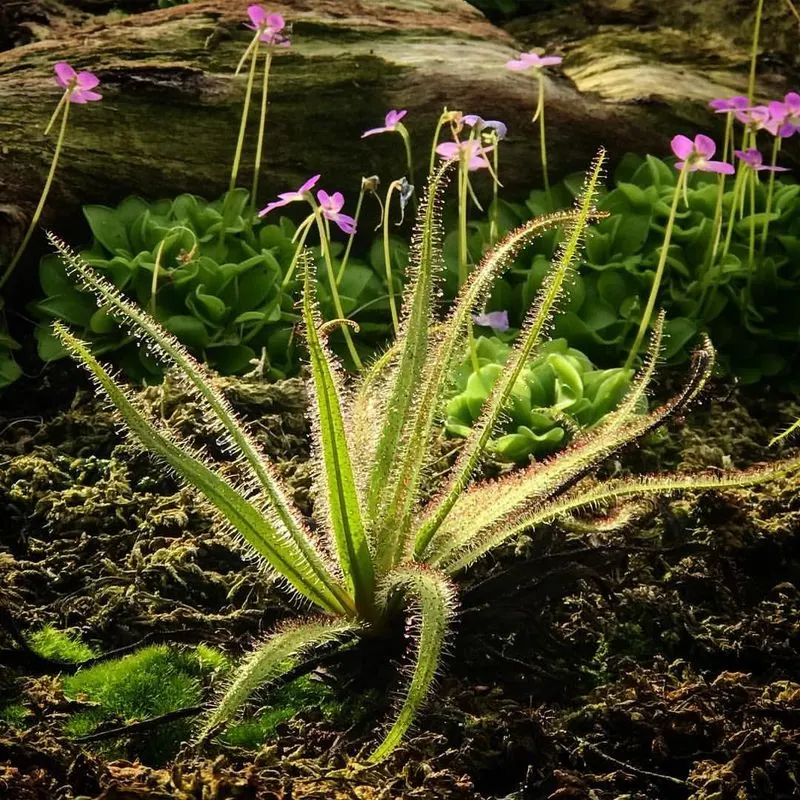 Sundew