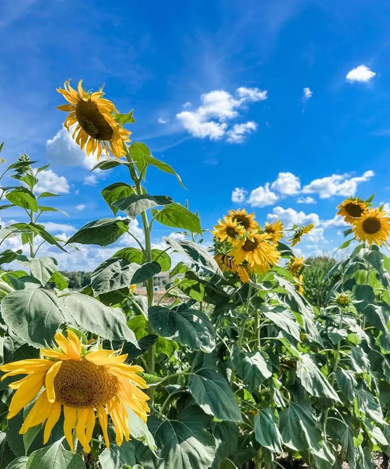 Sunflowers and Potatoes