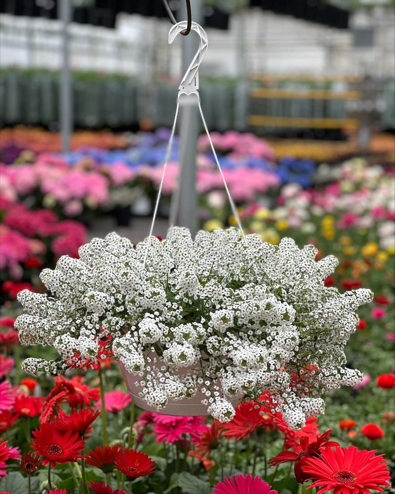 Sweet Alyssum