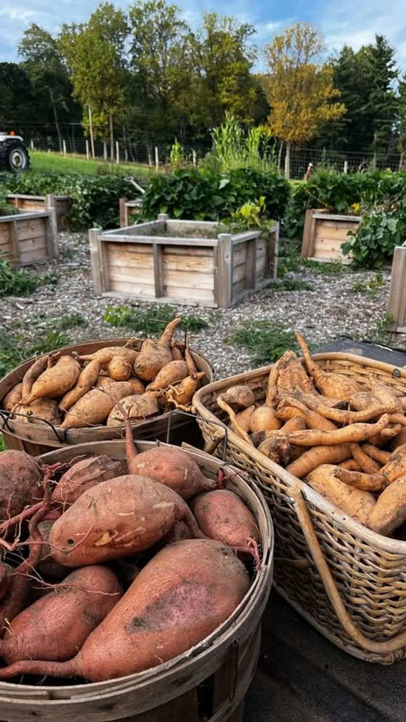 Sweet Potatoes