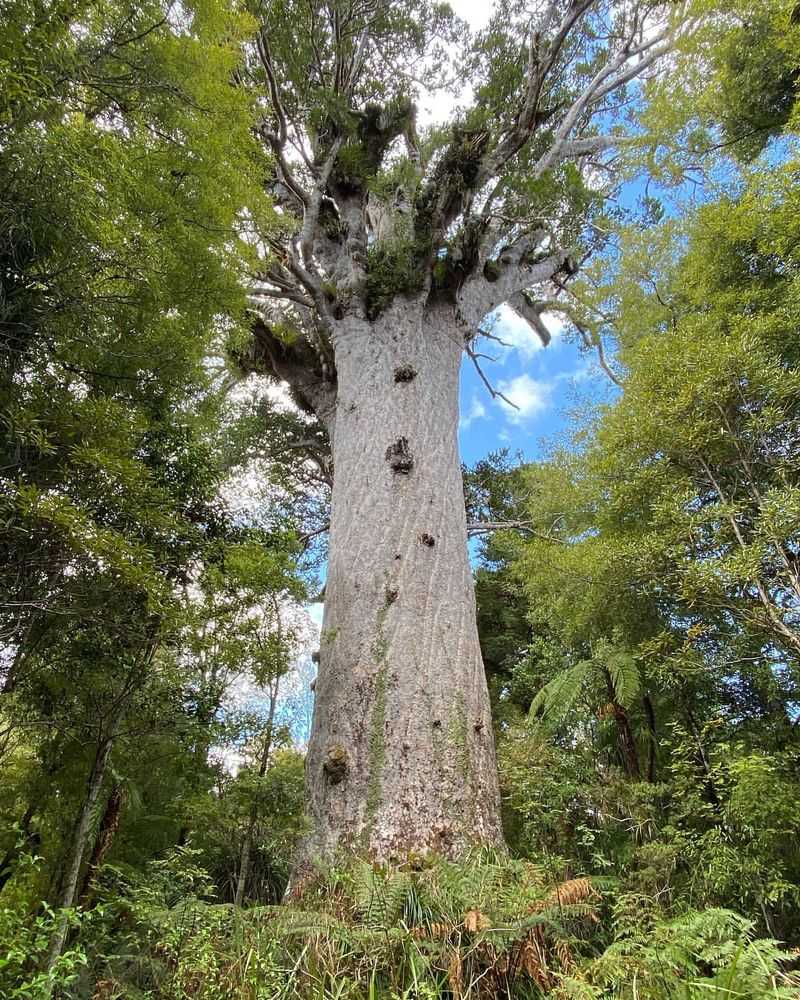 Tane Mahuta