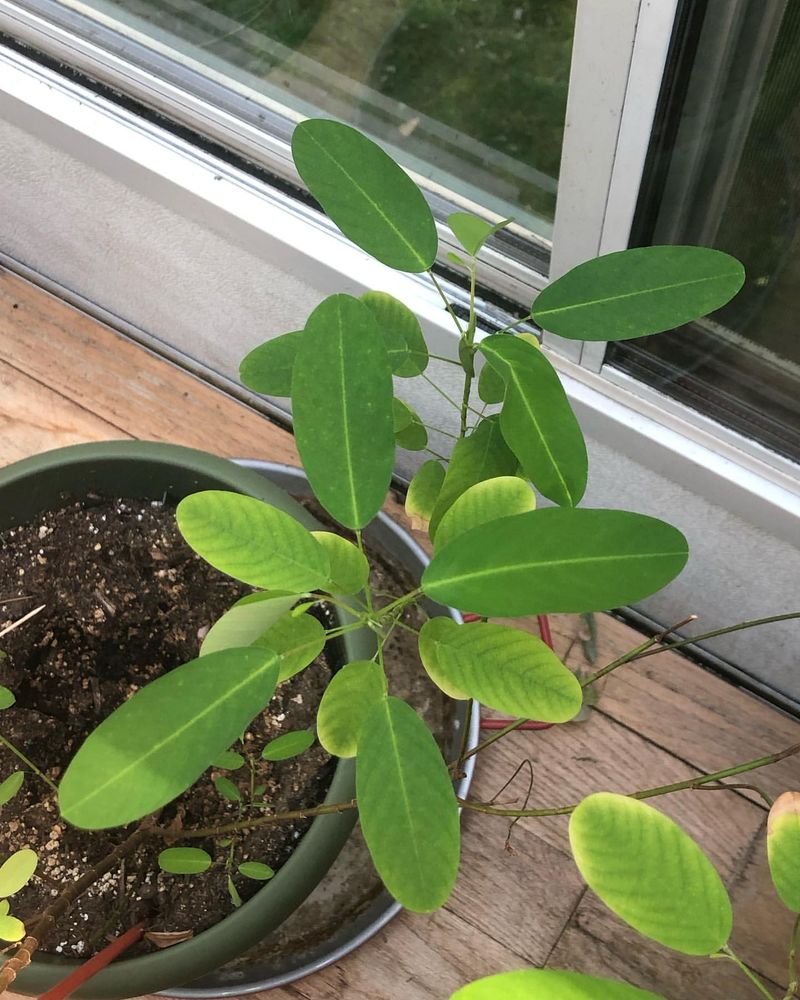 Telegraph Plant (Desmodium gyrans)