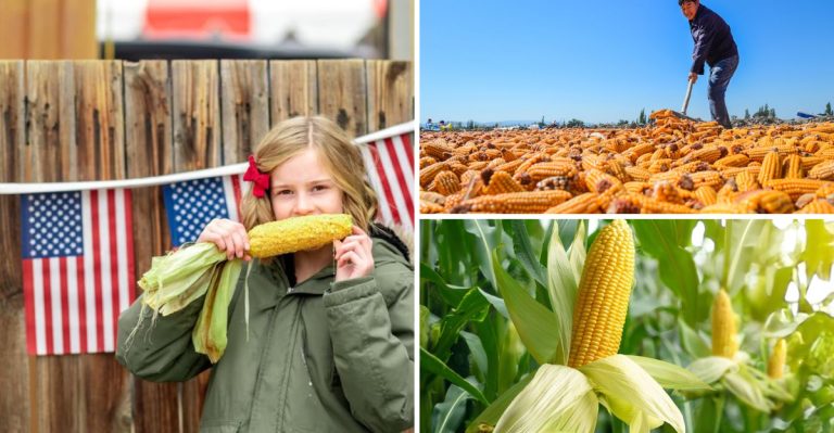 The 10 Nations Providing the Bulk of the World’s Corn Supply