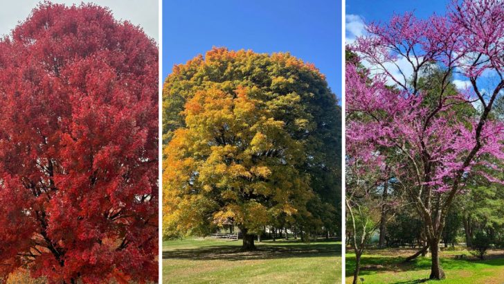 The 15 Most Majestic and Beautiful Trees You Can Grow in the U.S.