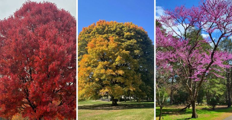 The 15 Most Majestic and Beautiful Trees You Can Grow in the U.S.