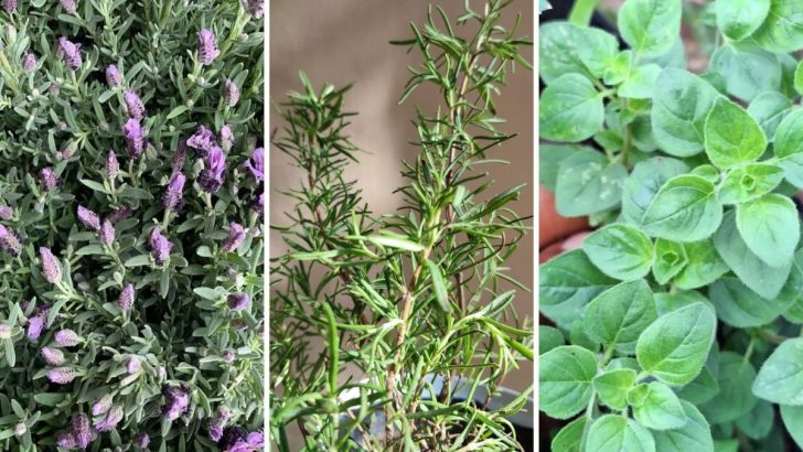 The 8 Best Companion Plants for Rosemary (And the Ones That Will Ruin It)