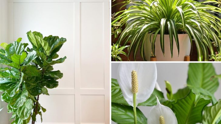 The 8 Most Overlooked Houseplants That Experts Love and Keep Buying