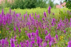 The Gorgeous Purple Perennial You’ll Wish You Never Planted in Your Garden