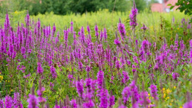 The Gorgeous Purple Perennial You’ll Wish You Never Planted in Your Garden