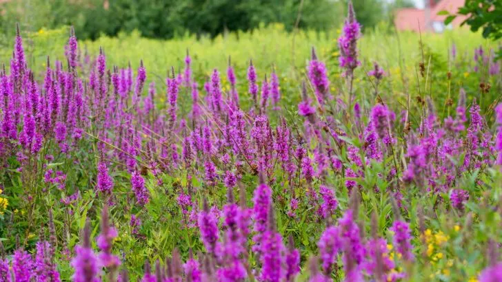 The Gorgeous Purple Perennial You’ll Wish You Never Planted in Your Garden