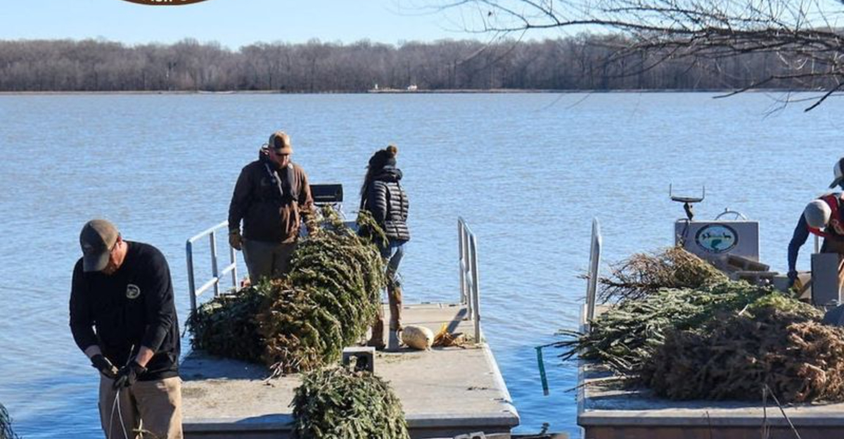 Things to Do With Your Christmas Tree Instead of Tossing It Out