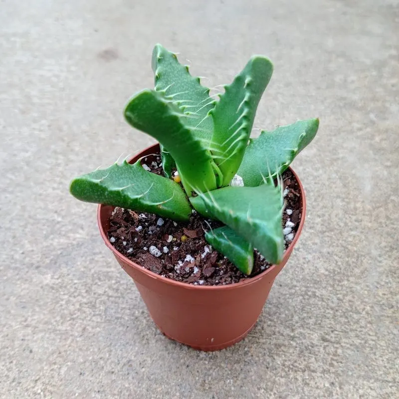 Tiger Jaws (Faucaria tigrina)