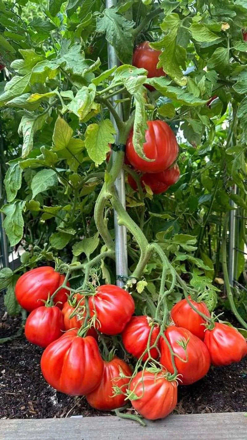 Tomatoes and Potatoes