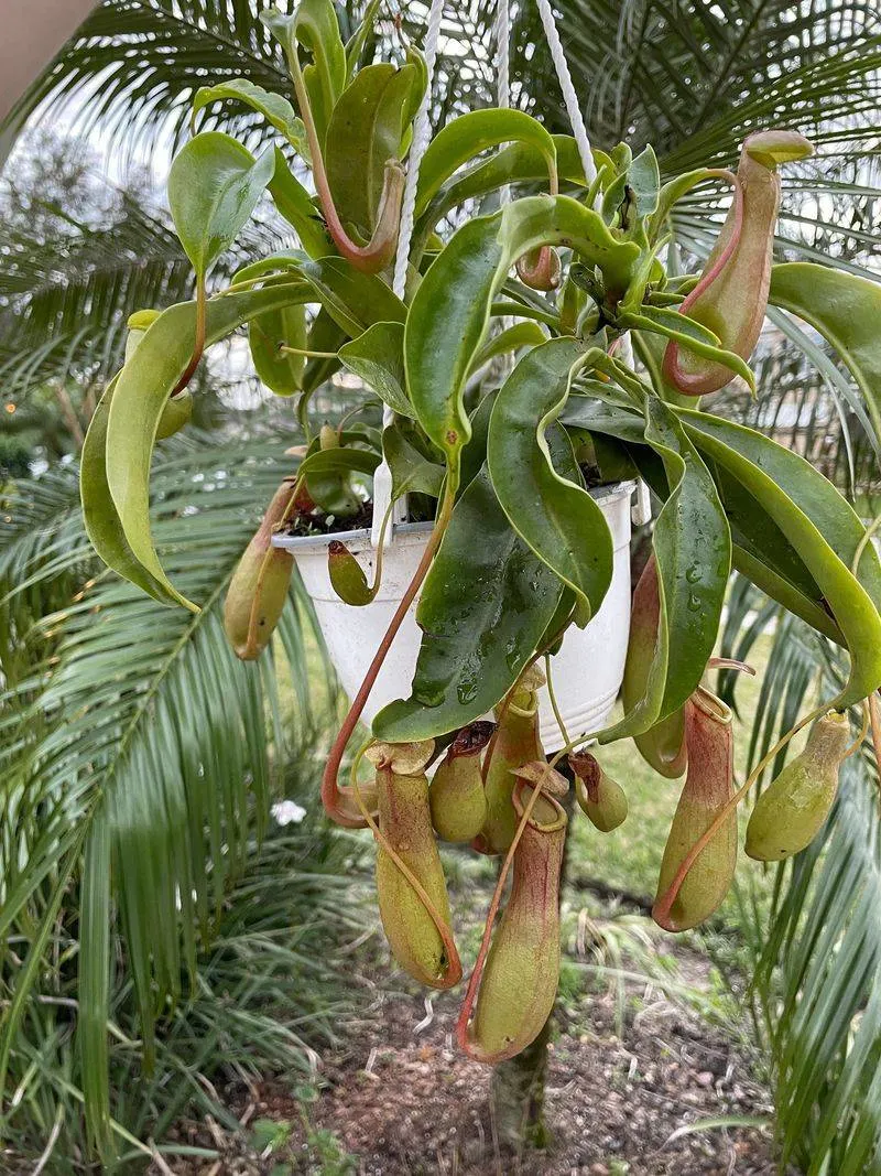 Tropical Pitcher Plant