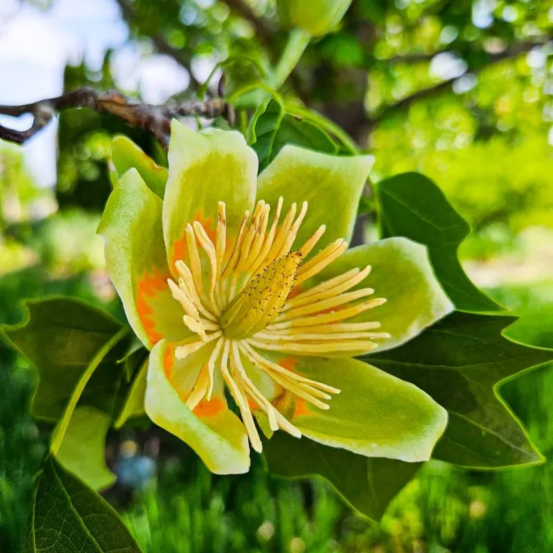 Tulip Poplar (Liriodendron tulipifera)