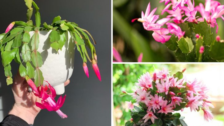 Turn One Christmas Cactus Into a Collection With These 7 Easy Steps