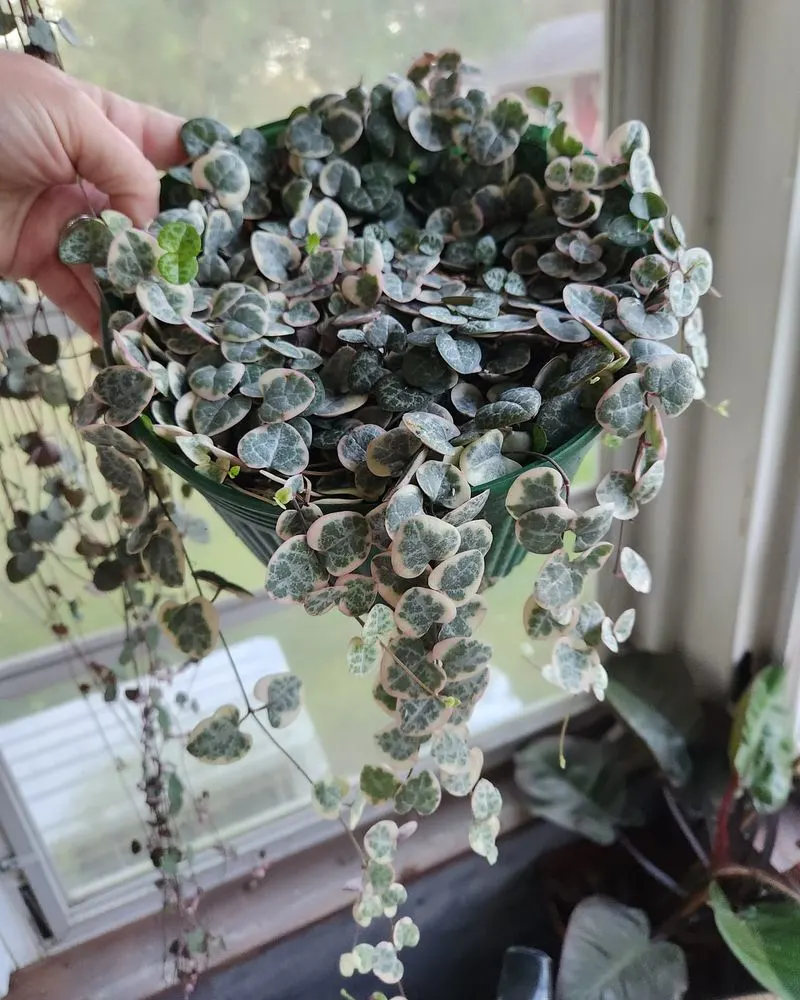 Variegated String of Hearts (Ceropegia woodii variegata)