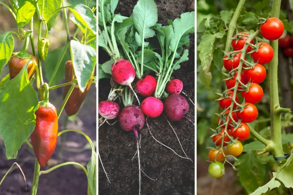 Vegetables for Small Gardens That Give Big Returns