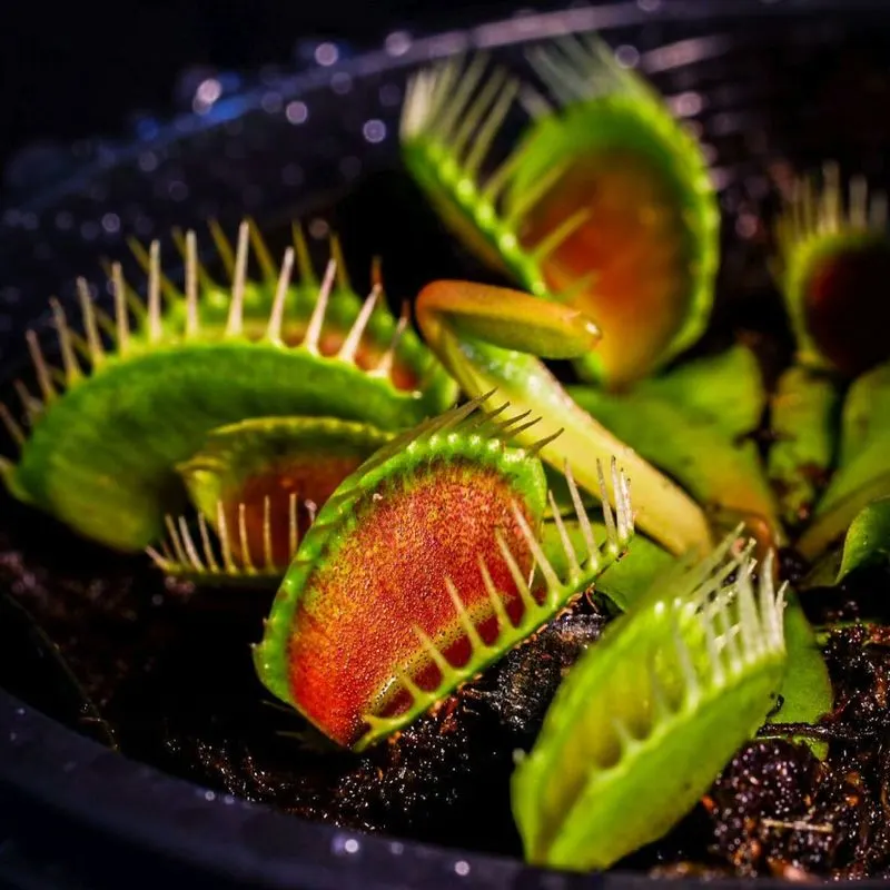 Venus Flytrap