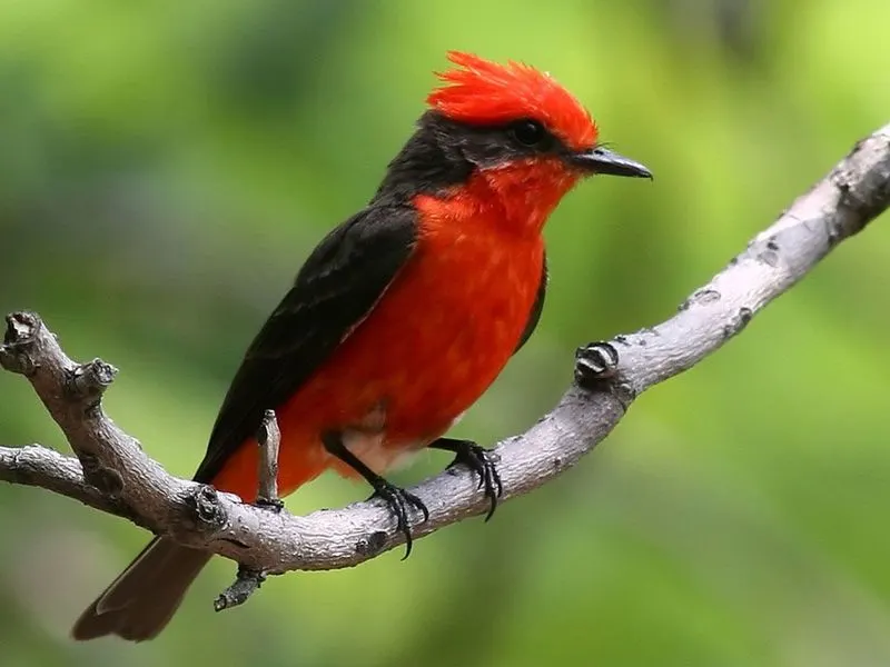 Vermilion Flycatcher