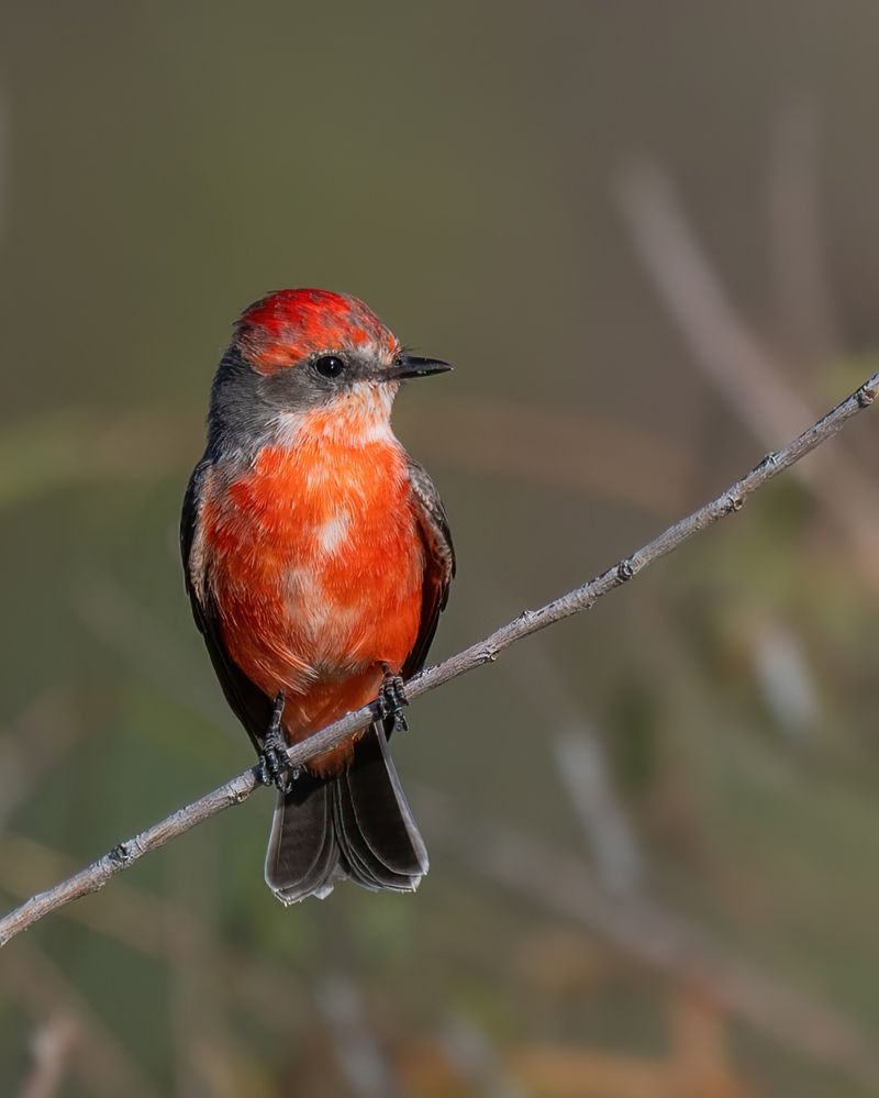 Vermilion Flycatcher