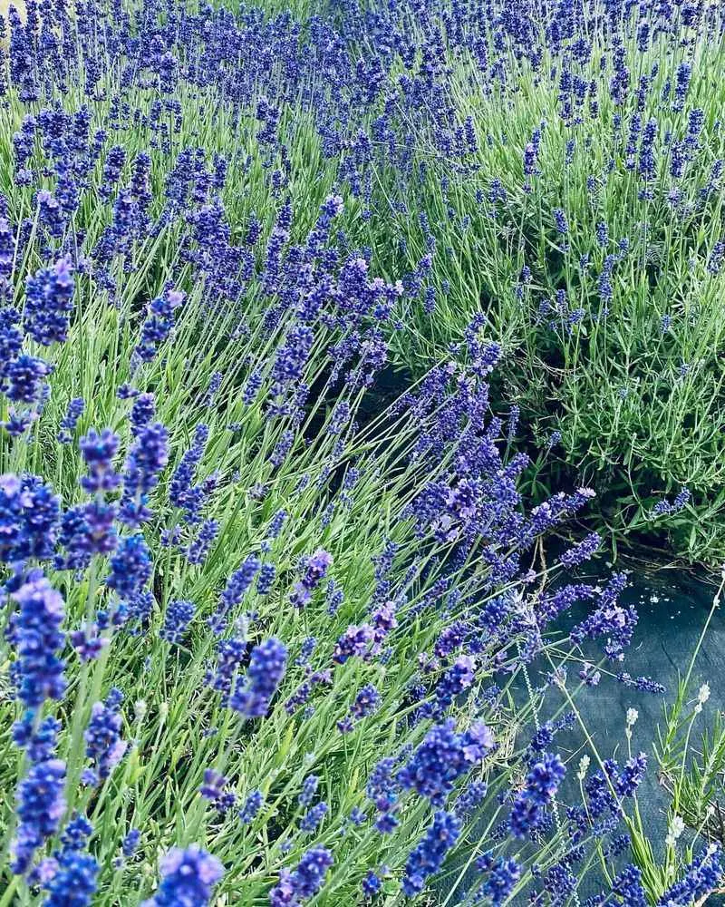 Vibrant Blue Lavender