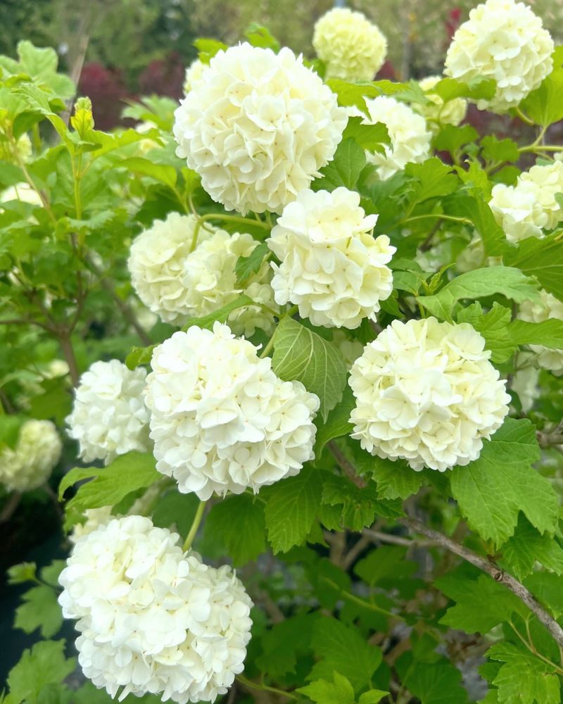 Viburnum