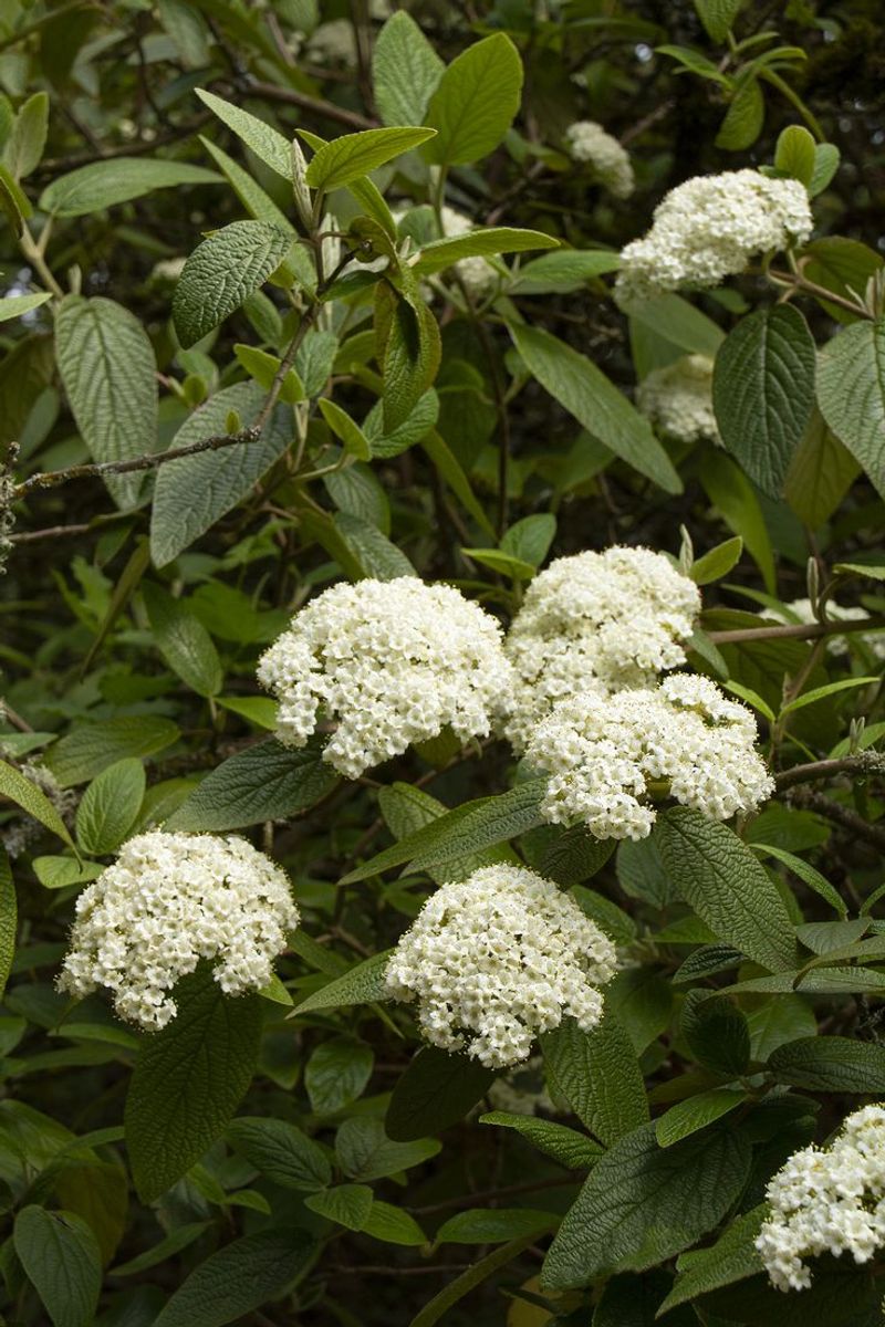 Viburnum