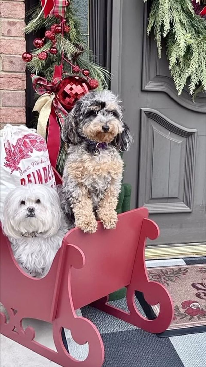 Vintage Sleigh Display