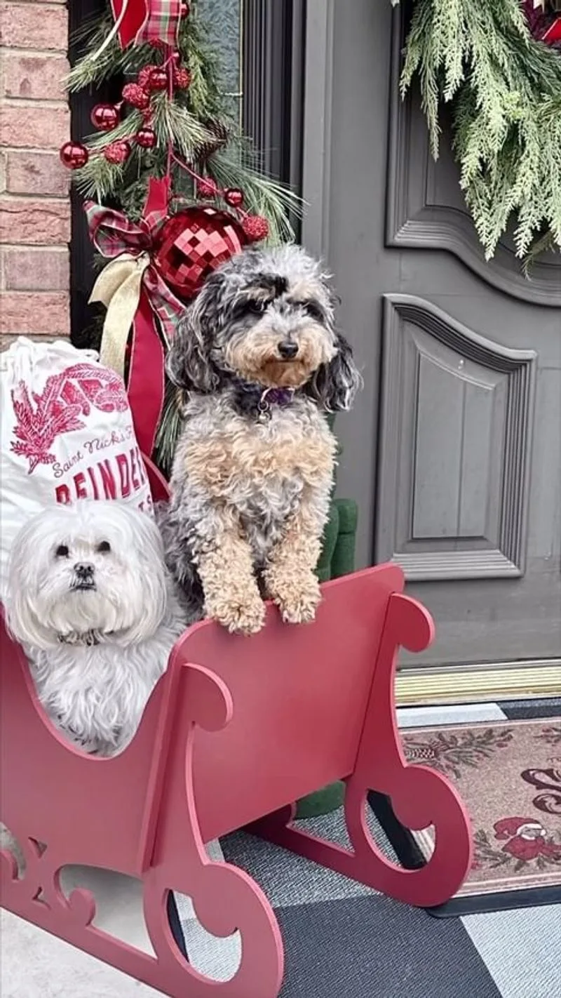 Vintage Sleigh Display