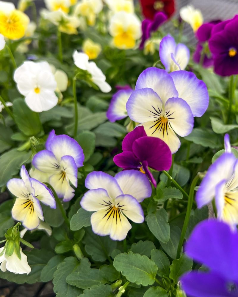 Violas