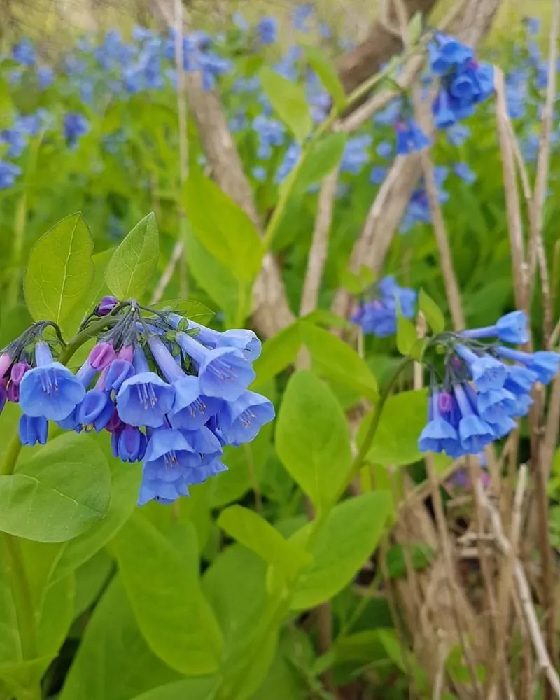 Virginia Bluebells (Mertensia virginica)