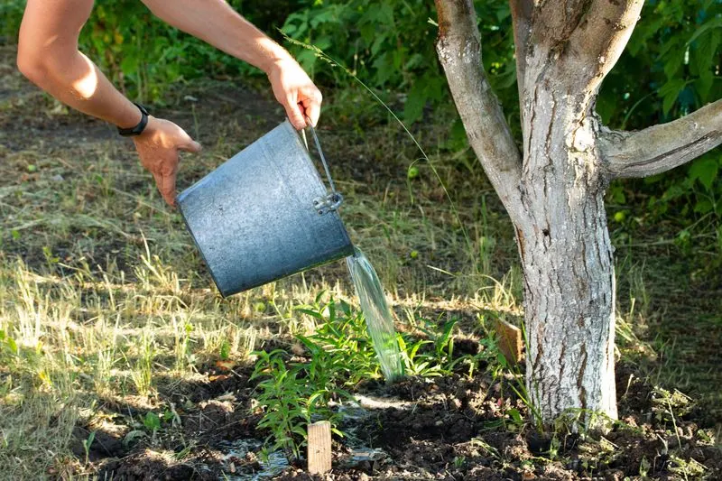 Watering