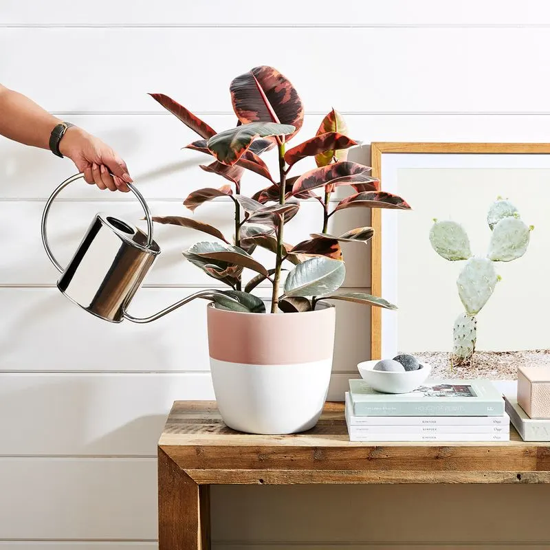 Watering Houseplants