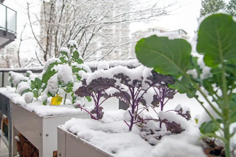 Watering Techniques in Winter