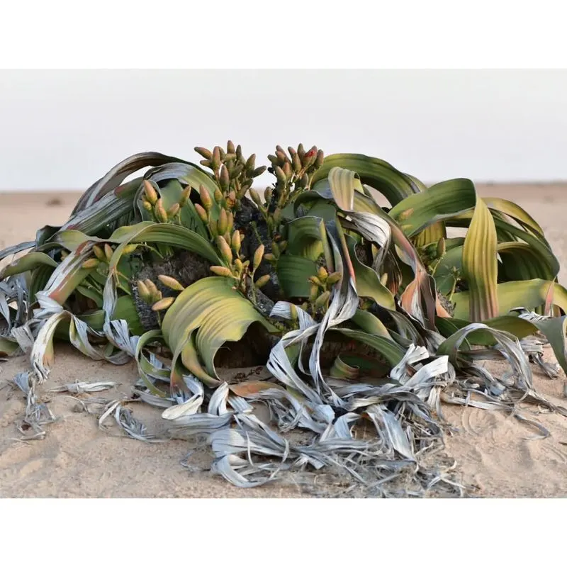 Welwitschia