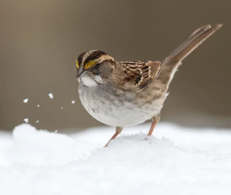 White-throated Sparrow