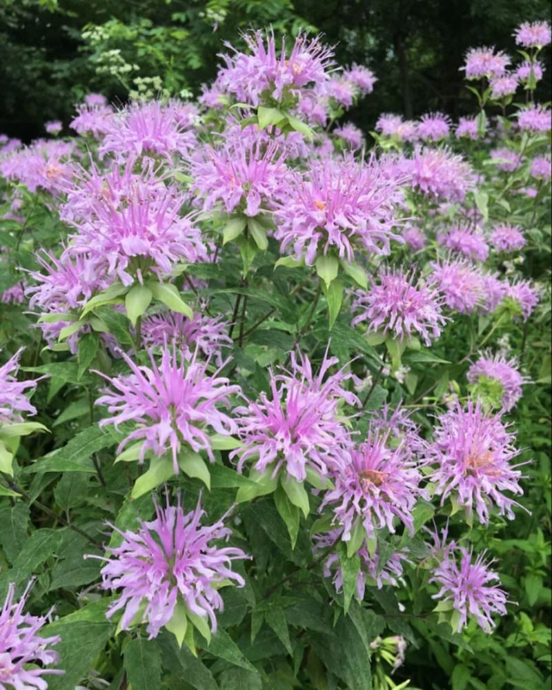 Wild Bergamot