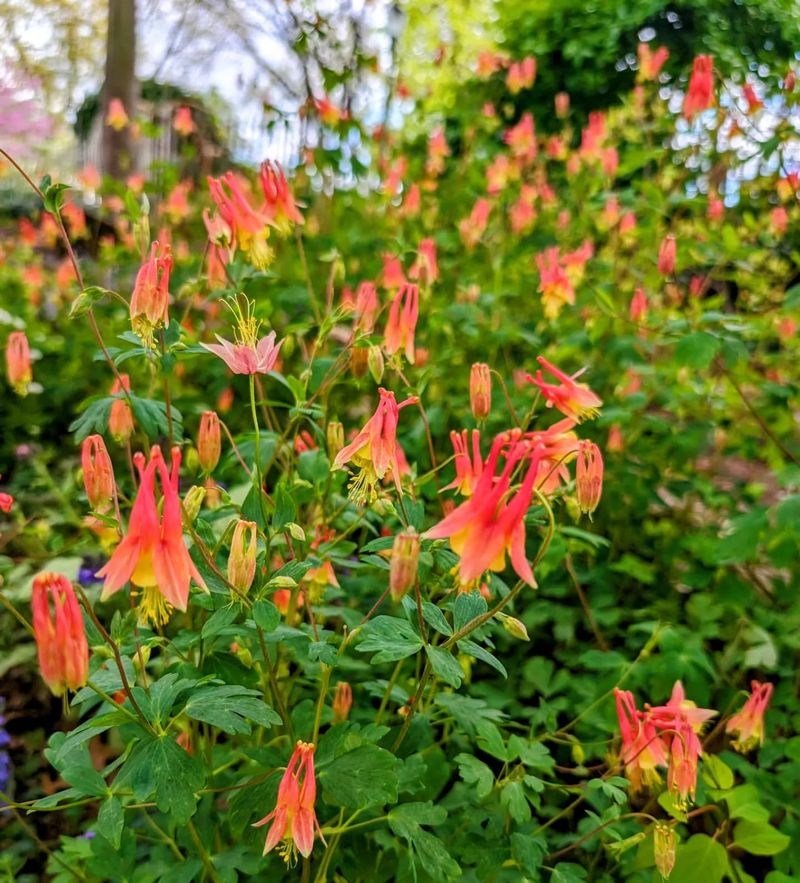 Wild Columbine