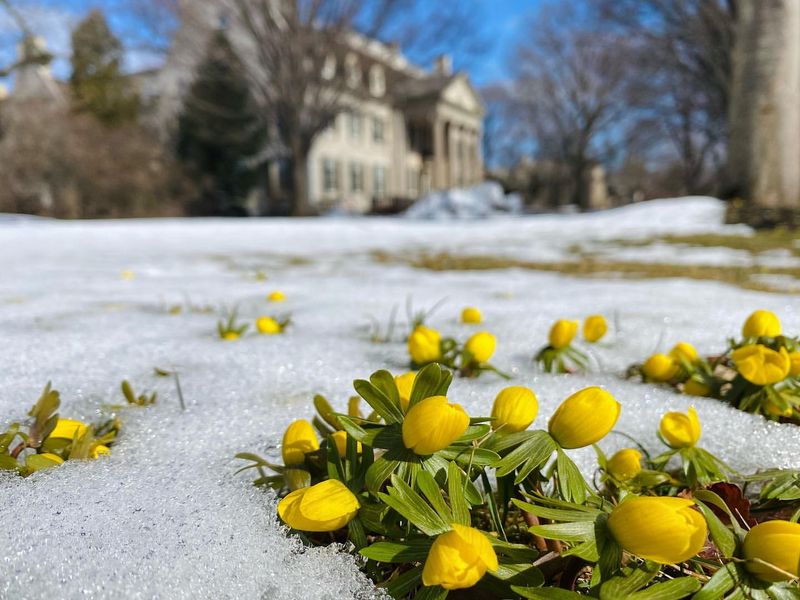 Winter Aconite