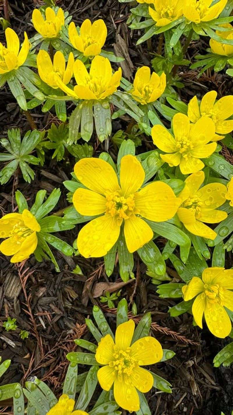 Winter Aconite