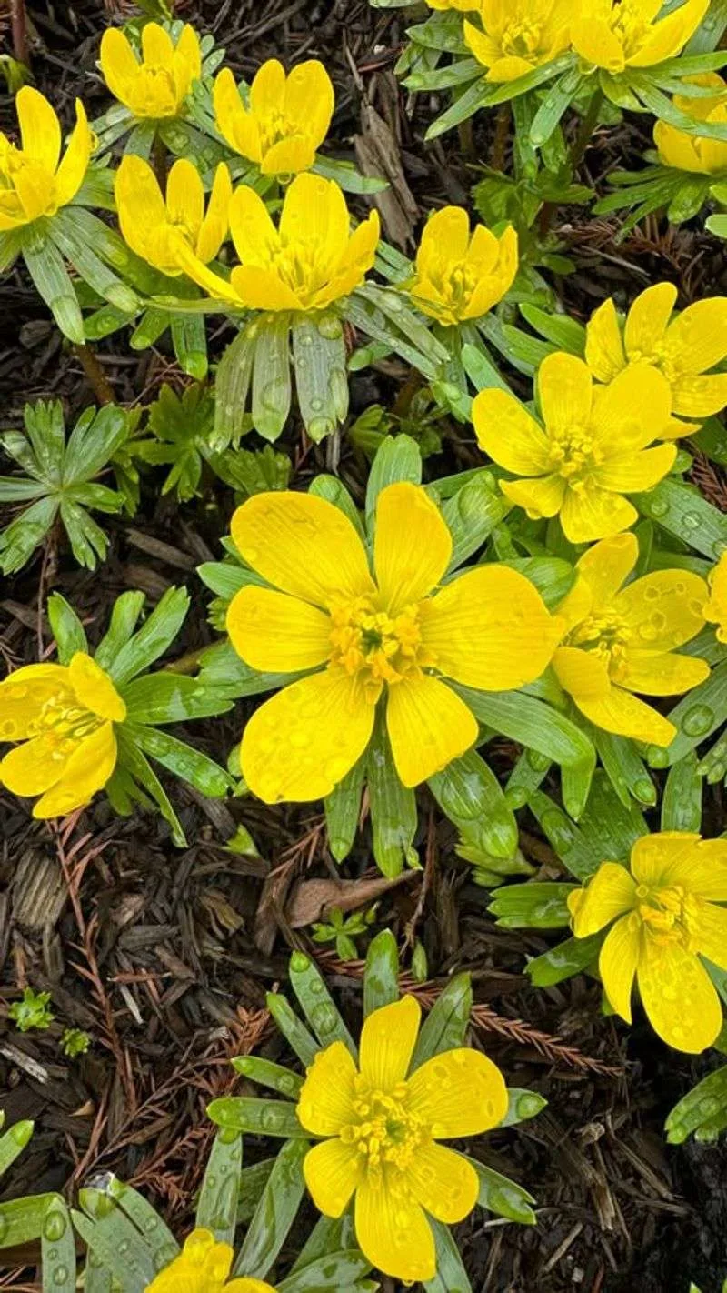 Winter Aconite