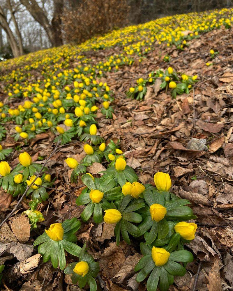 Winter Aconite