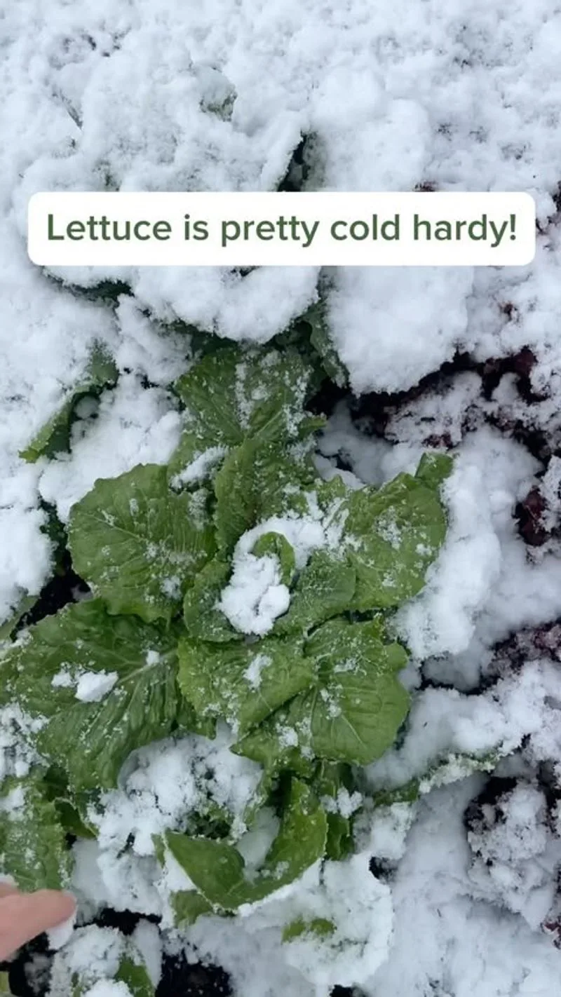 Winter Lettuce