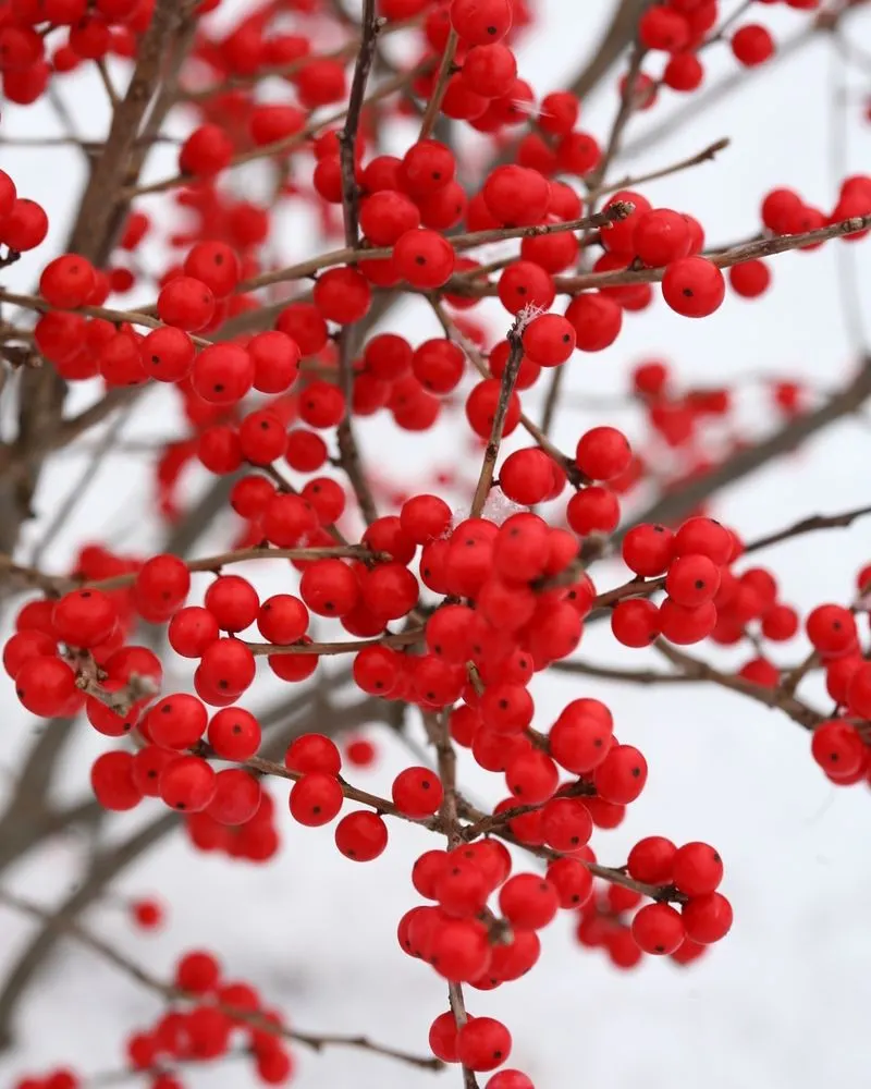 Winterberry