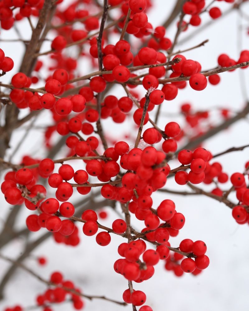 Winterberry Holly